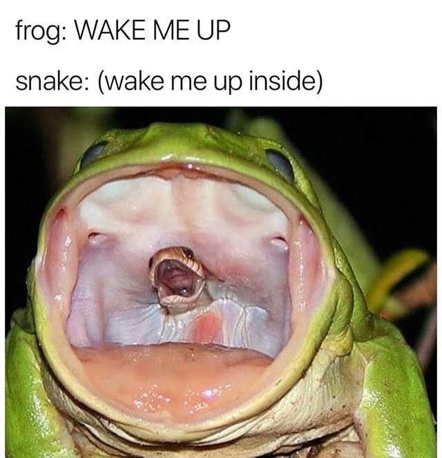 wake me up wake me up inside meme - frog Wake Me Up snake wake me up inside