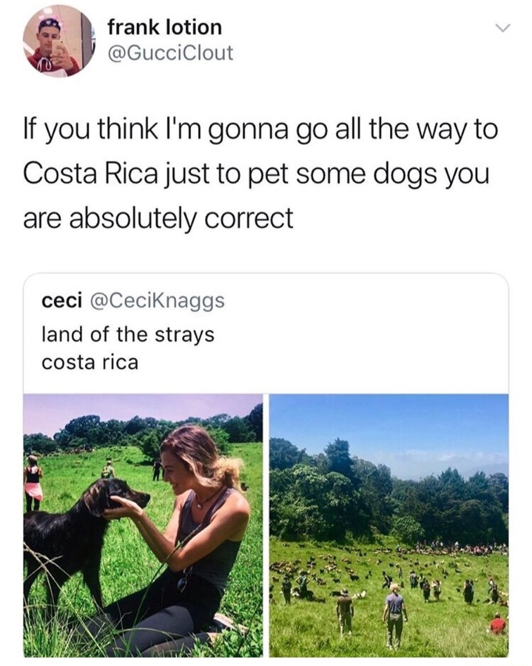 costa rica - frank lotion If you think I'm gonna go all the way to Costa Rica just to pet some dogs you are absolutely correct ceci land of the strays costa rica