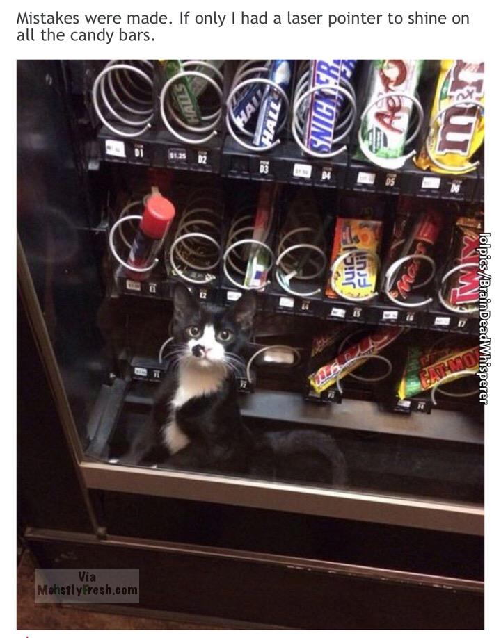 cat in candy machine - Mistakes were made. If only I had a laser pointer to shine on all the candy bars. Fat Juicy Nje 12 lolpicsBrainDeadWhisperer Via Mohstly Fresh.com