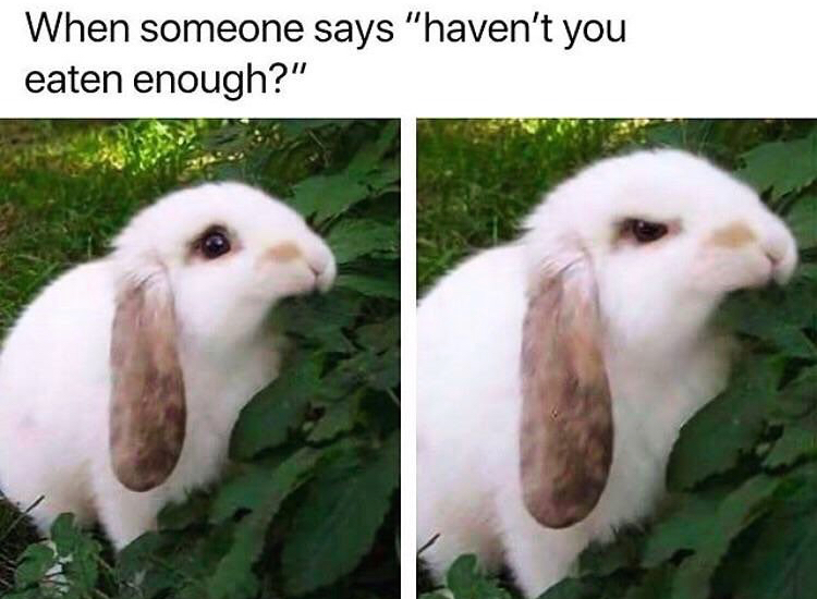 bunny meme - When someone says "haven't you eaten enough?"