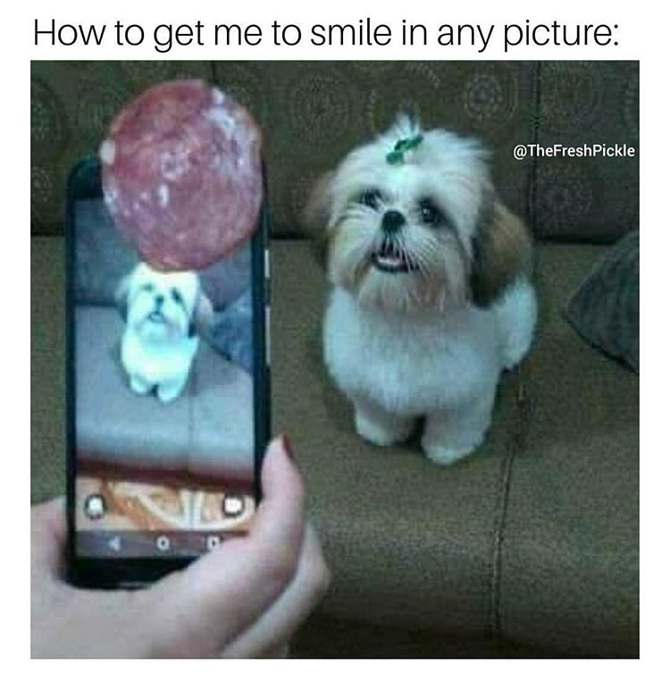 lhasa apso funny memes - How to get me to smile in any picture