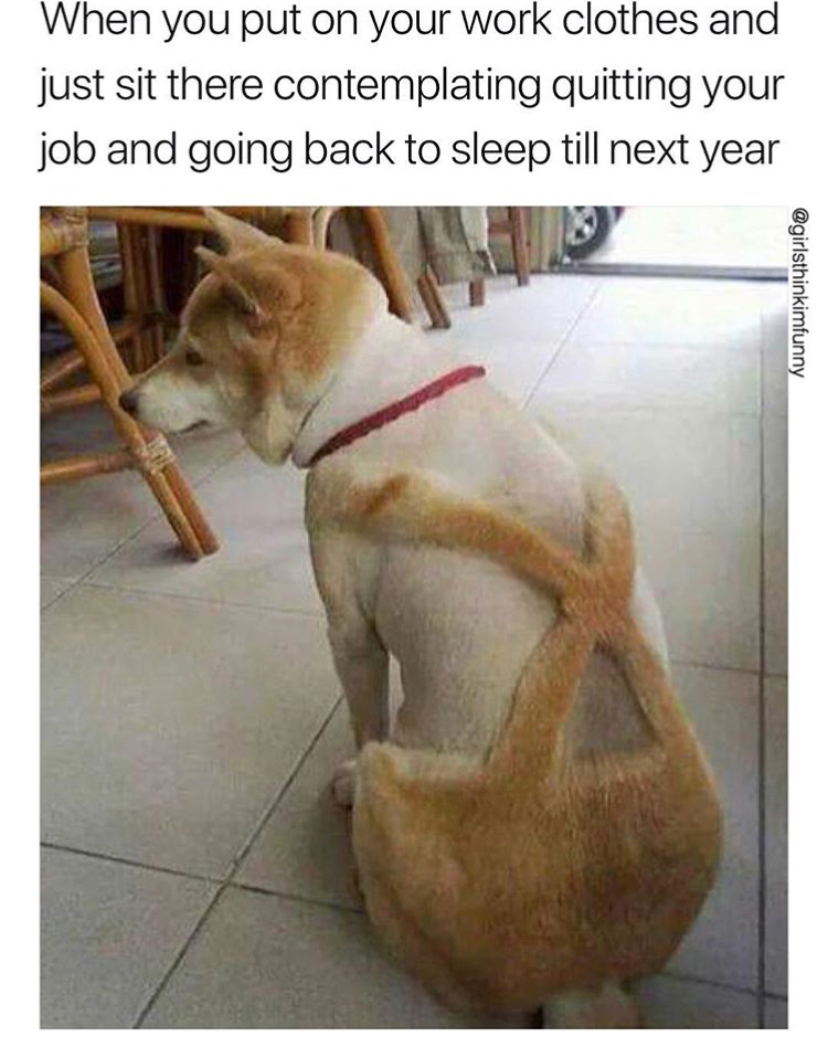 dog shaved suspenders - When you put on your work clothes and just sit there contemplating quitting your job and going back to sleep till next year