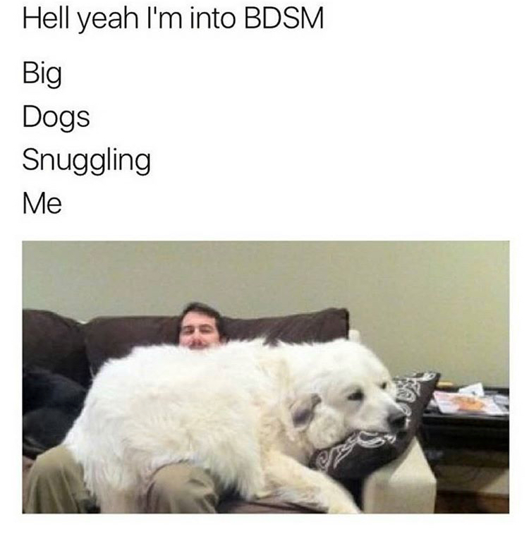 yeah i m into bdsm meme - Hell yeah I'm into Bdsm Big Dogs Snuggling Me