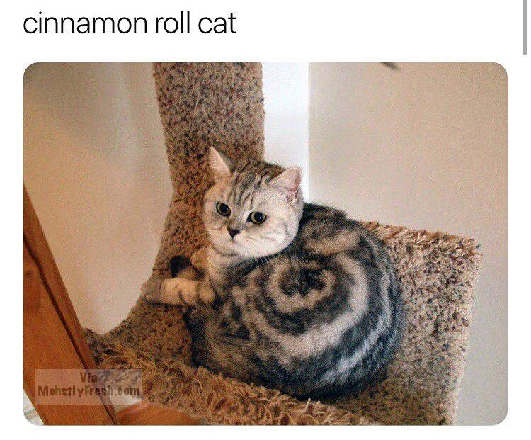 cinnamon roll cat - cinnamon roll cat MohstlyFresh.com
