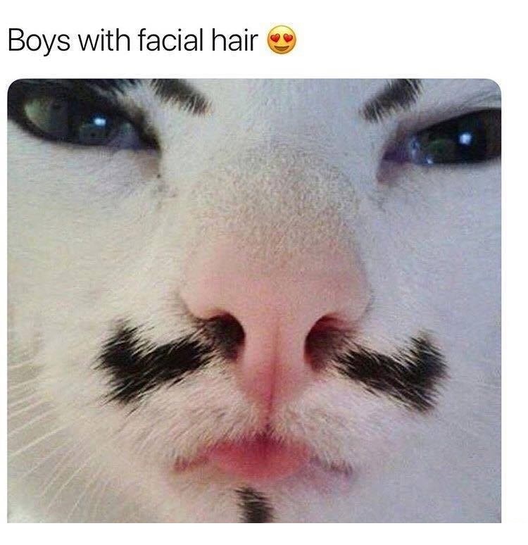boys with facial hair cat - Boys with facial hair