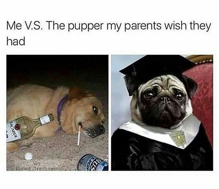memes - drank too much meme - Me V.S. The pupper my parents wish they had Choandi come