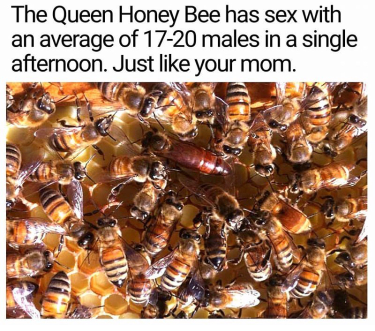 memes - queen honey bee meme - The Queen Honey Bee has sex with an average of 1720 males in a single afternoon. Just your mom.