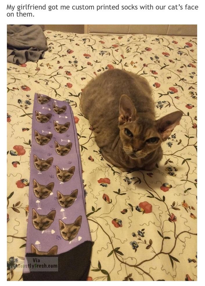 memes - photo caption - My girlfriend got me custom printed socks with our cat's face on them. Via prolastly Fresh.com