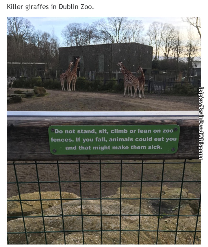 memes - fence - Killer giraffes in Dublin Zoo. lolpicsBrainDeadWhisperer Do not stand, sit, climb or lean on zoo fences. If you fall, animals could eat you and that might make them sick. I