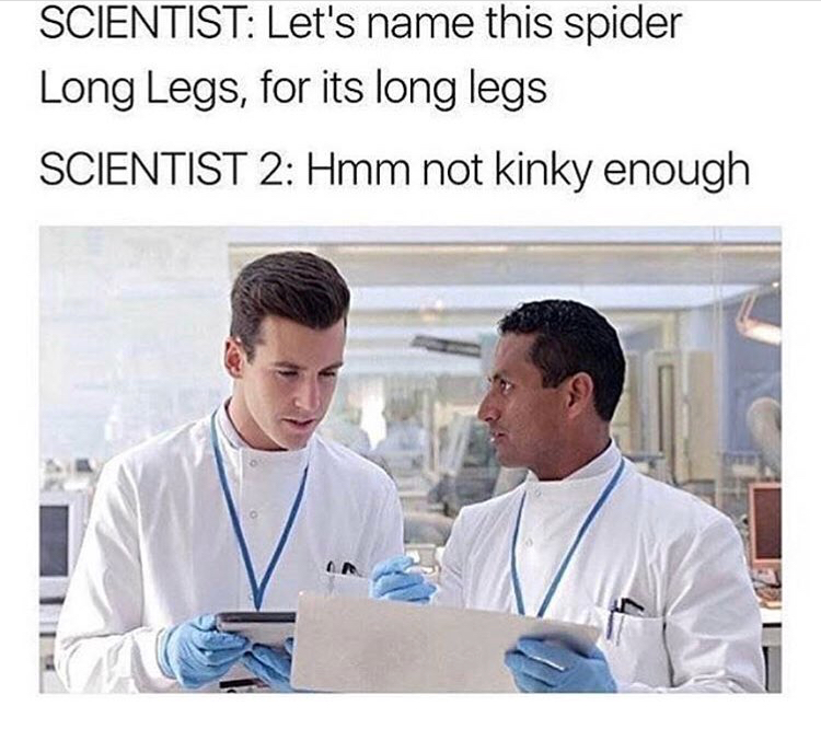 dank meme naming daddy long legs meme - Scientist Let's name this spider Long Legs, for its long legs Scientist 2 Hmm not kinky enough