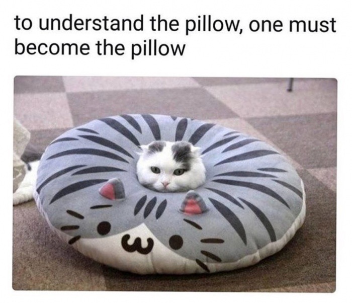 memes  - funny hovercraft - to understand the pillow, one must become the pillow