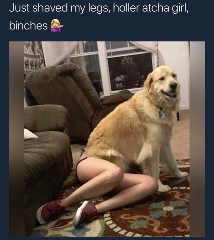 memes  - fullmetal alchemist dog meme - Just shaved my legs, holler atcha girl, binchester