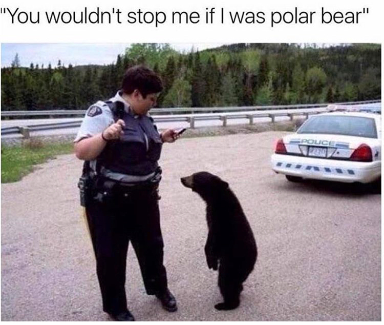you wouldn t have pulled me over if i was a polar bear - "You wouldn't stop me if I was polar bear"