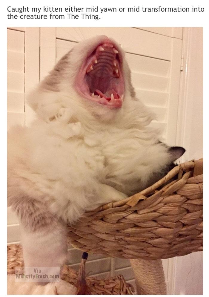 fur - Caught my kitten either mid yawn or mid transformation into the creature from The Thing. Via Monstly Fresh.com