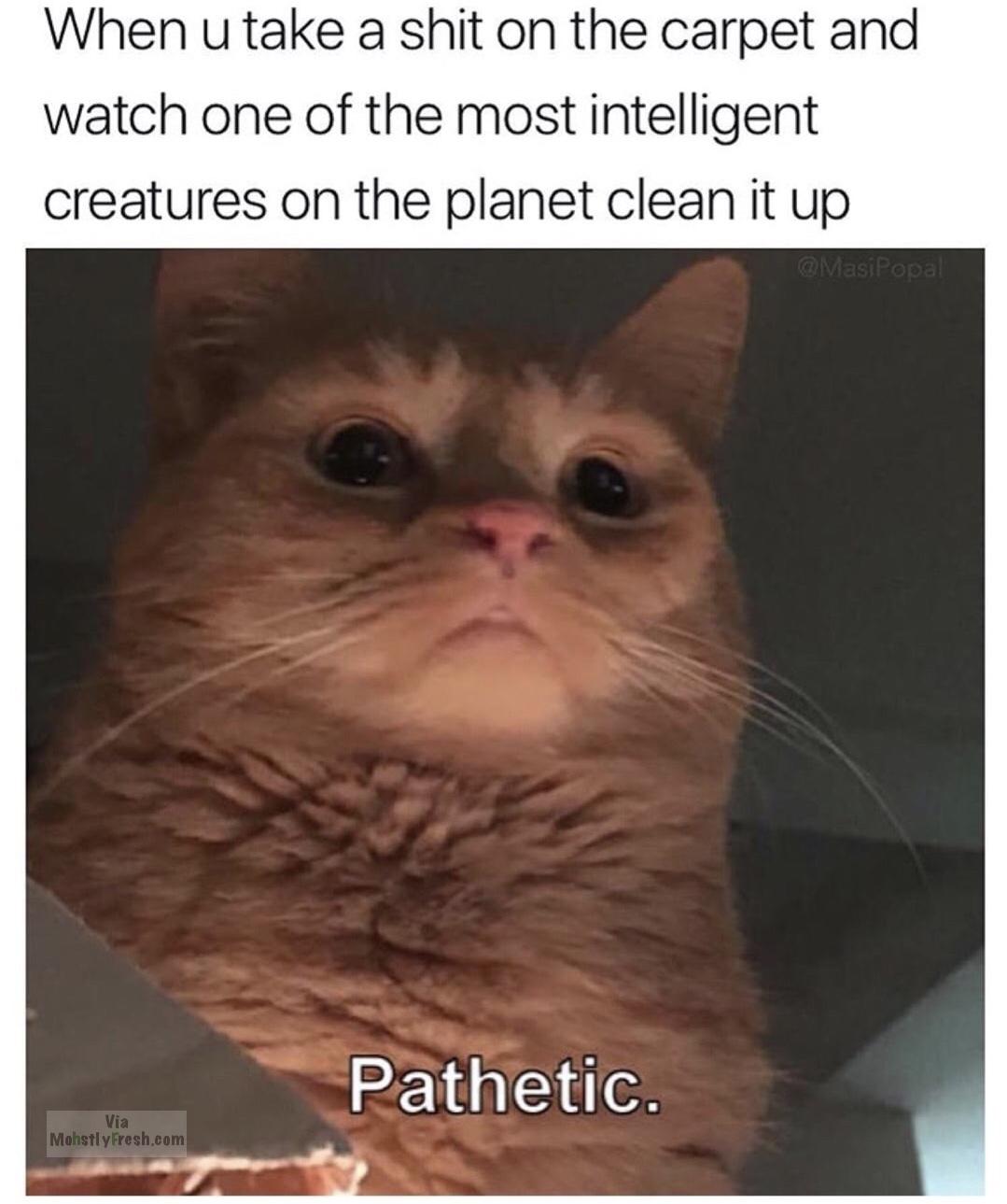 cat looking down meme - When u take a shit on the carpet and watch one of the most intelligent creatures on the planet clean it up Pathetic. Via Mohstly Fresh.com