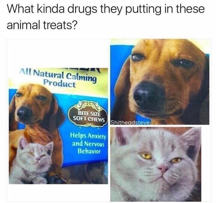 memes animals - What kinda drugs they putting in these animal treats? All Natural Calming Product Bite Size Soft Chews Shitheadsteve Helps Anxiety and Nervous Behavior