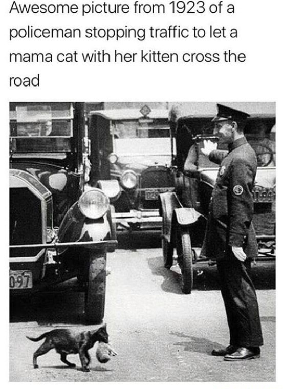 new york 1925 - Awesome picture from 1923 of a policeman stopping traffic to let a mama cat with her kitten cross the road