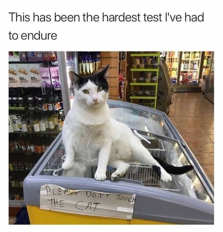animals and funny tweets - This has been the hardest test I've had to endure Please Dont Touch The Cat