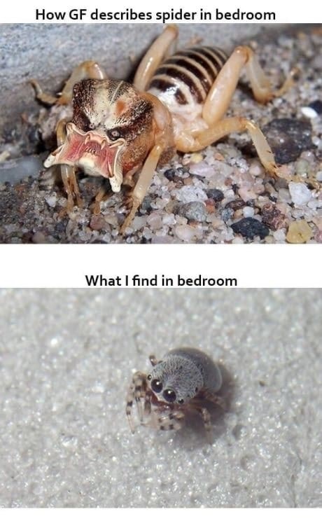 child of the earth bugs - How Gf describes spider in bedroom What I find in bedroom