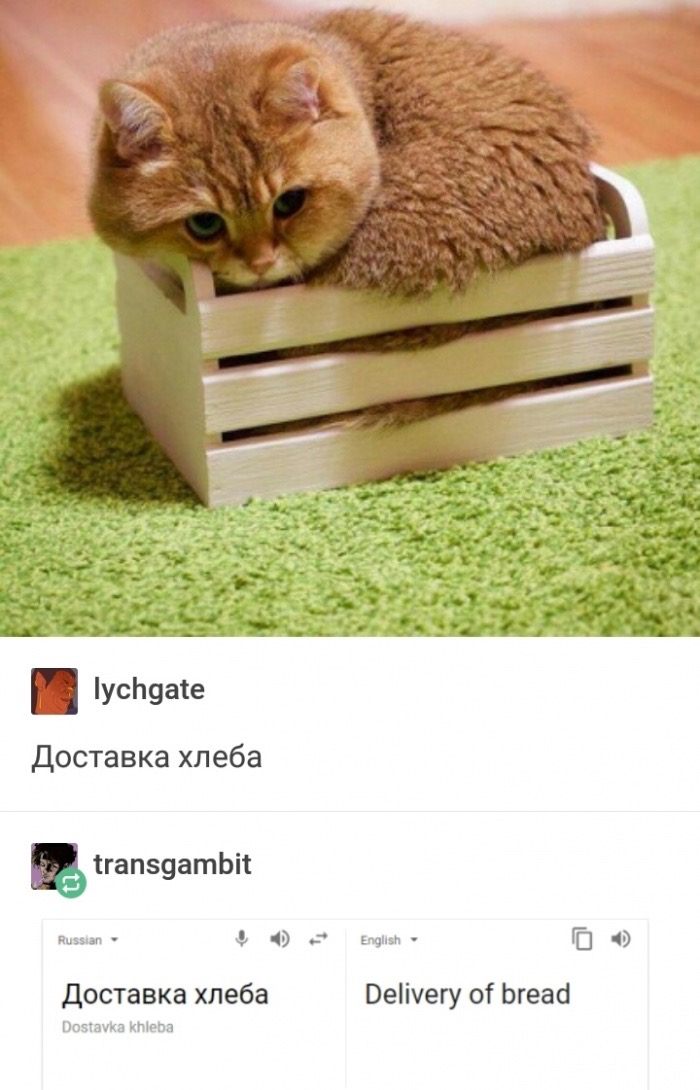 russian cats - lychgate transgambit Russian English Delivery of bread Dostavka khleba