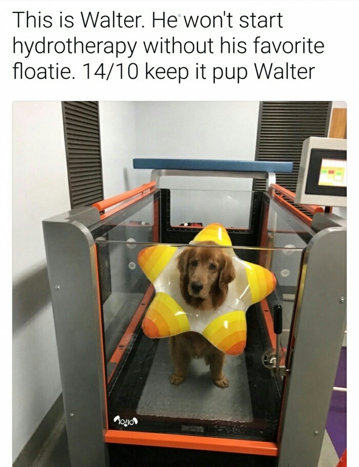 weratedogs walter hydrotherapy - This is Walter. He won't start hydrotherapy without his favorite floatie. 1410 keep it pup Walter M0410