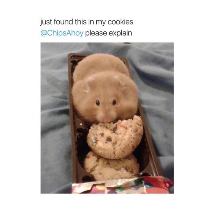 cookie hamster - just found this in my cookies please explain