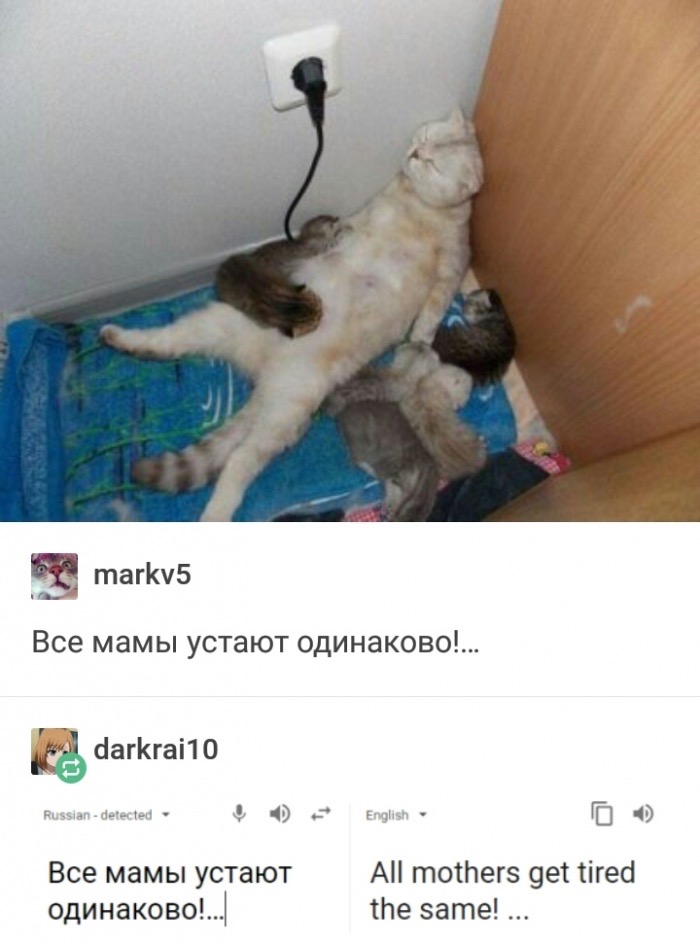 funny breastfeeding cat - markv5 !... darkrai10 Russian detected English !... All mothers get tired the same! ...