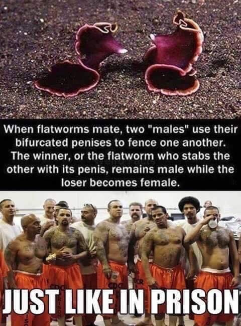 don t drop the soap memes - When flatworms mate, two "males" use their bifurcated penises to fence one another. The winner, or the flatworm who stabs the other with its penis, remains male while the loser becomes female. Just In Prison