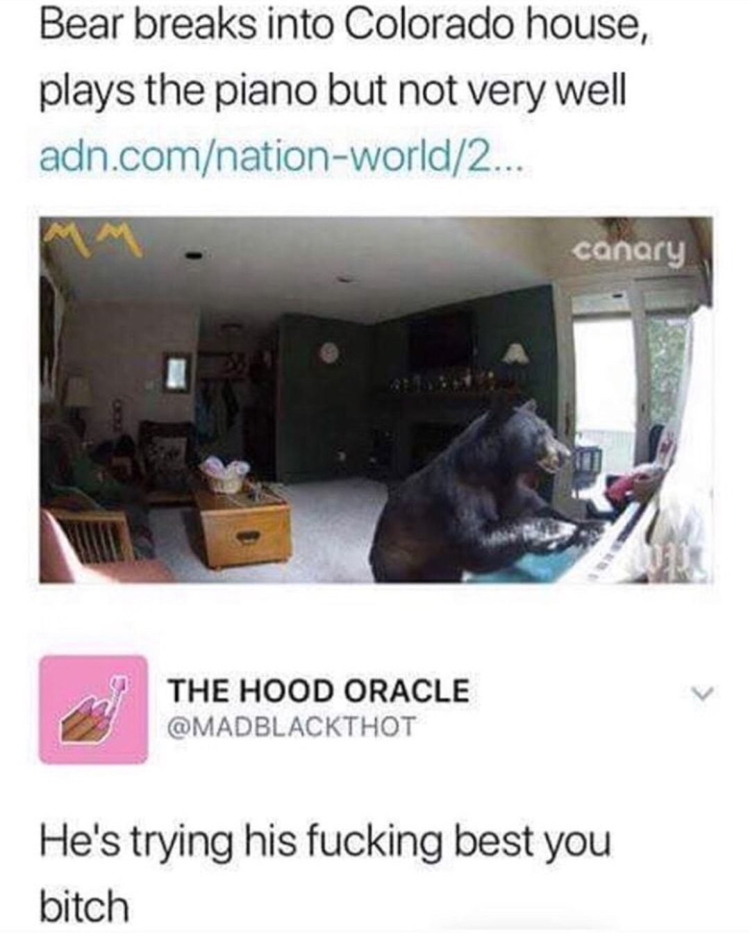 memes - he is trying his best - Bear breaks into Colorado house, plays the piano but not very well adn.comnationworld2... canary The Hood Oracle He's trying his fucking best you bitch