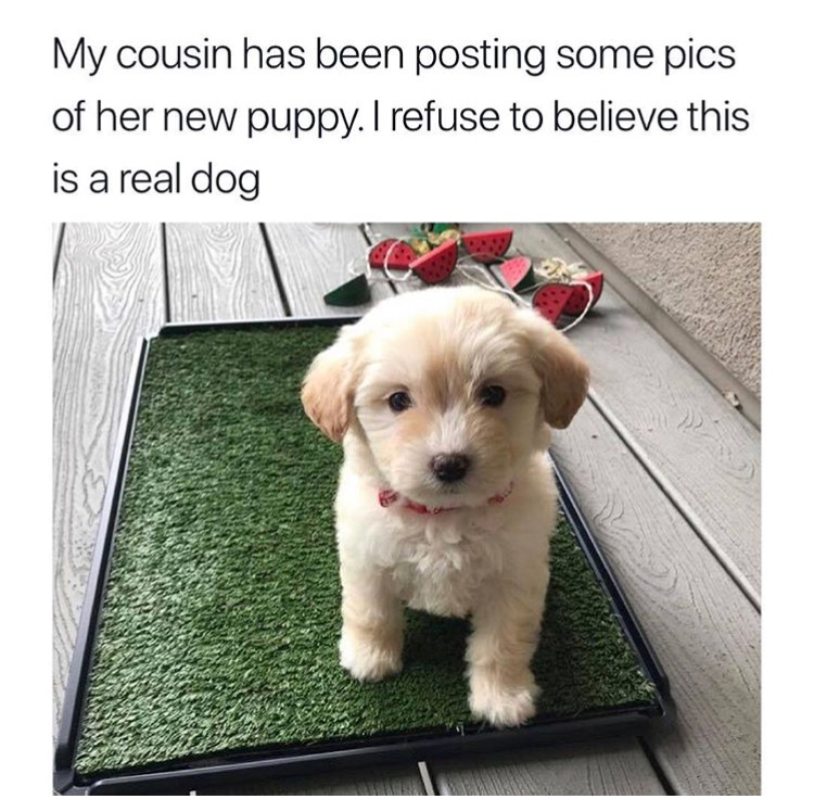 funny meme - puppy - My cousin has been posting some pics of her new puppy. I refuse to believe this is a real dog