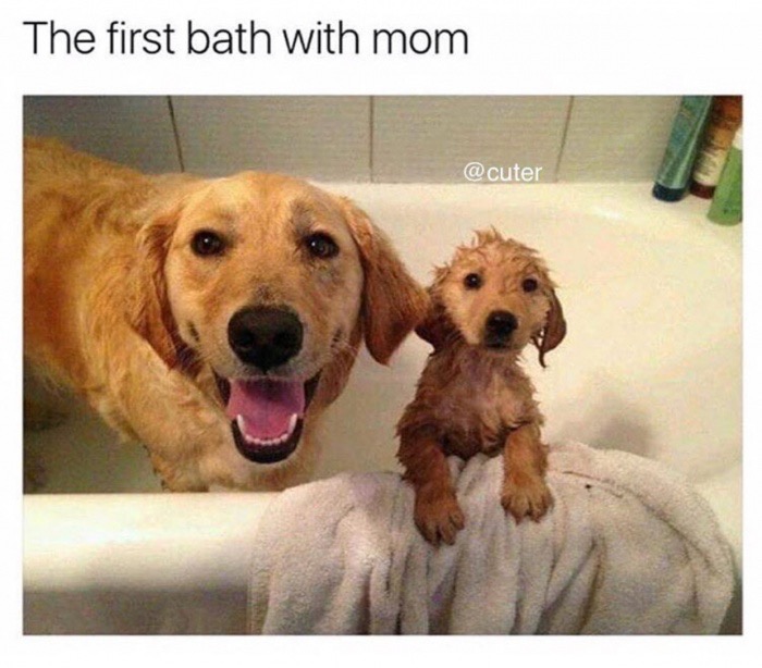 cute mom and baby animal memes - The first bath with mom