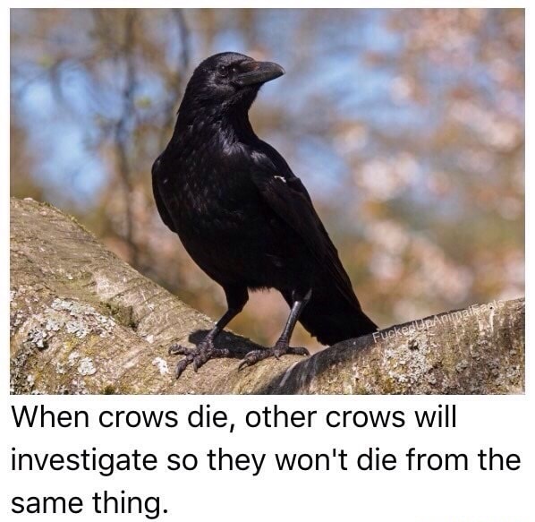 black crows birds - When crows die, other crows will investigate so they won't die from the same thing.