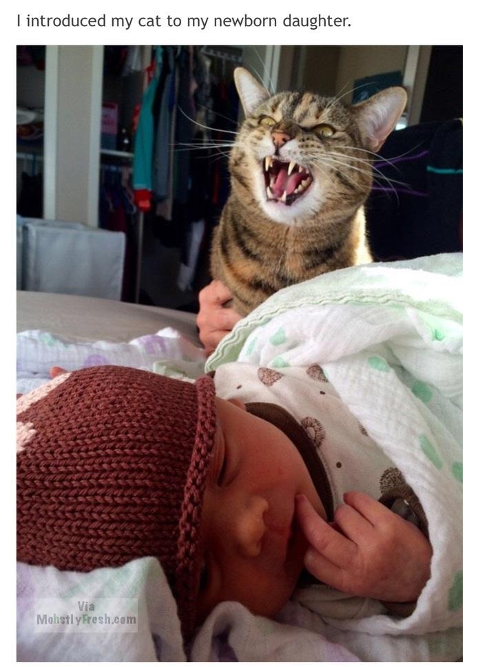 hilarious cats on snapchat - I introduced my cat to my newborn daughter. Vi MohstlyFresh.com