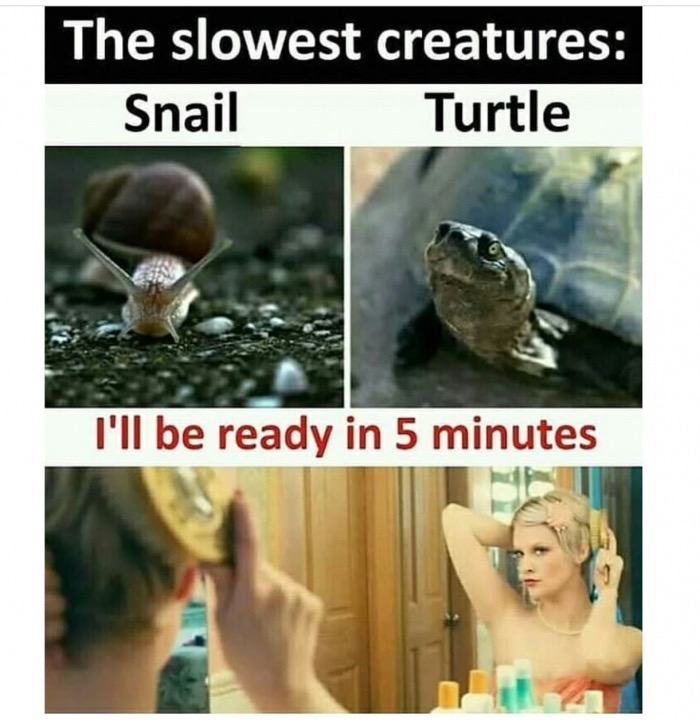 slowest creature meme - The slowest creatures Snail Turtle I'll be ready in 5 minutes