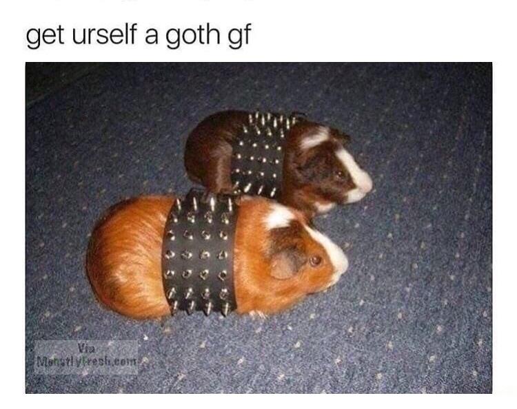 punk guinea pig - get urself a goth gf Manstyrresh.com