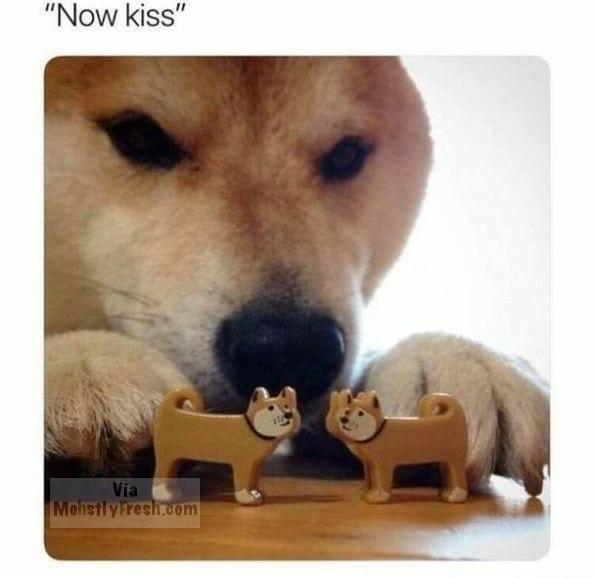 now kiss meme dog - "Now kiss" Via Mohstly resh.com
