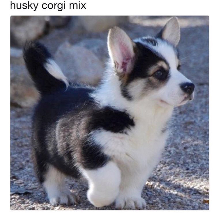 husky corgi mixes - husky corgi mix