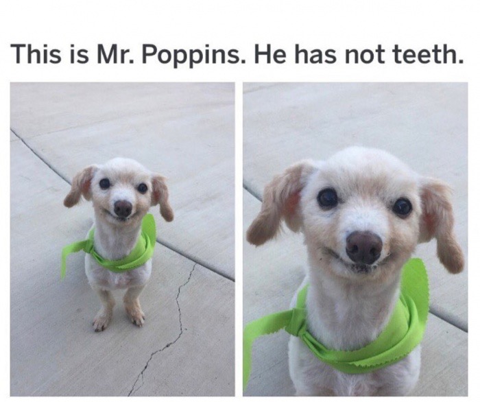 toothless dog smile - This is Mr. Poppins. He has not teeth.