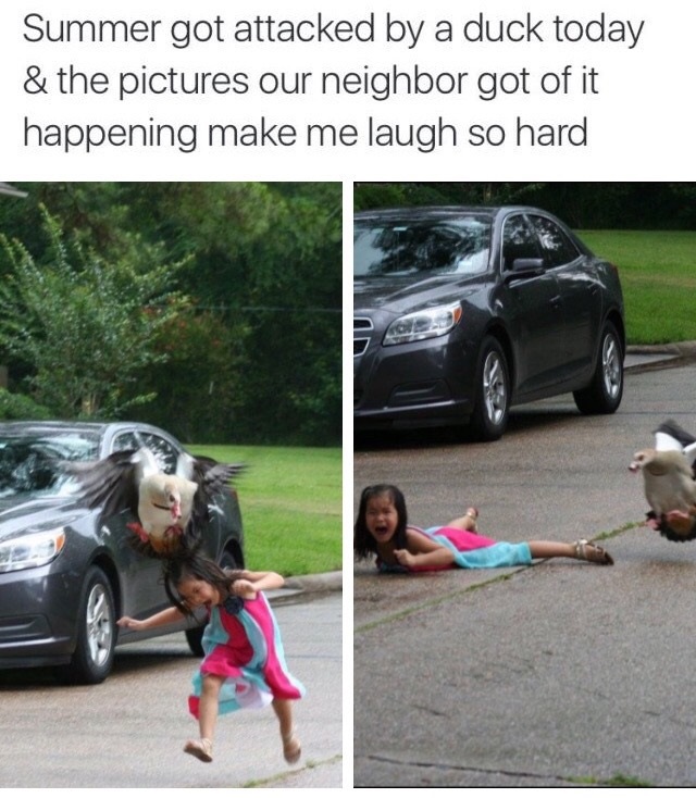 goose attacks girl - Summer got attacked by a duck today & the pictures our neighbor got of it happening make me laugh so hard