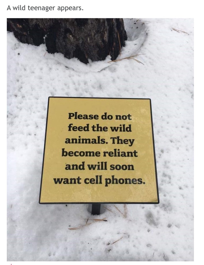 meme - snow - A wild teenager appears. Please do not feed the wild animals. They become reliant and will soon want cell phones.