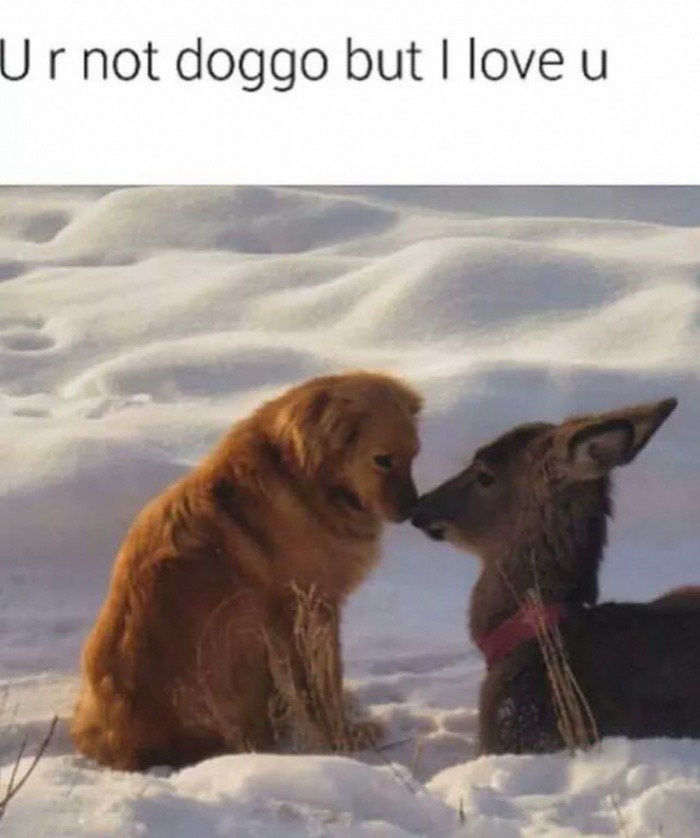 wholesome pictures of animals - Ur not doggo but I love u
