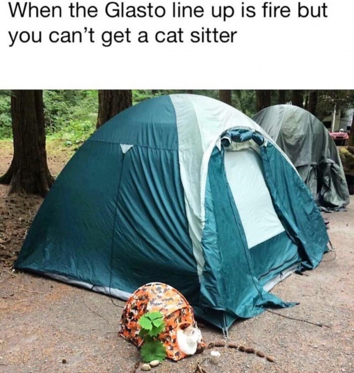 you take your cat camping - When the Glasto line up is fire but you can't get a cat sitter