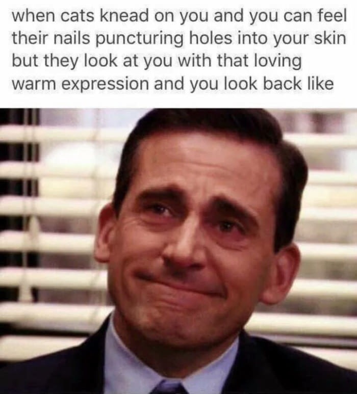 seriously memes - when cats knead on you and you can feel their nails puncturing holes into your skin but they look at you with that loving warm expression and you look back