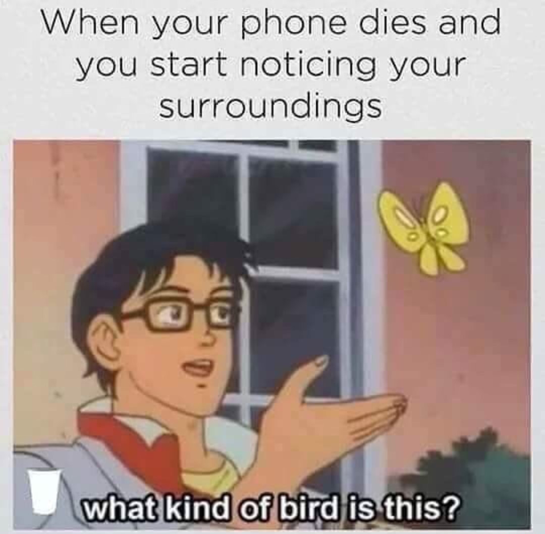 your phone dies meme - When your phone dies and you start noticing your surroundings what kind of bird is this?
