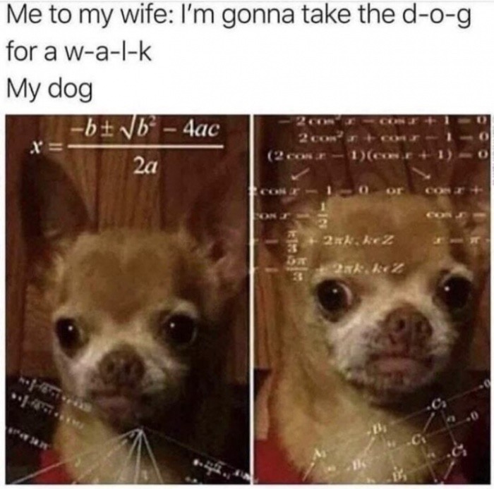 take the dog for walk meme - Me to my wife I'm gonna take the dog for a walk My dog b b 4ac 2a X 2 kez