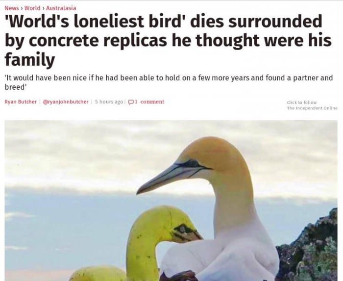 european convention on human rights - News > World > Australasia 'World's loneliest bird' dies surrounded by concrete replicas he thought were his family 'It would have been nice if he had been able to hold on a few more years and found a partner and bree
