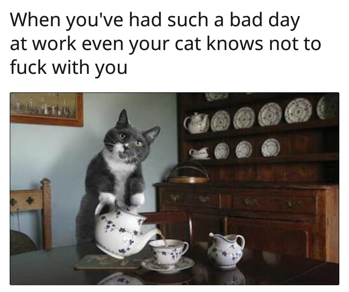 cat with tea - When you've had such a bad day at work even your cat knows not to fuck with you