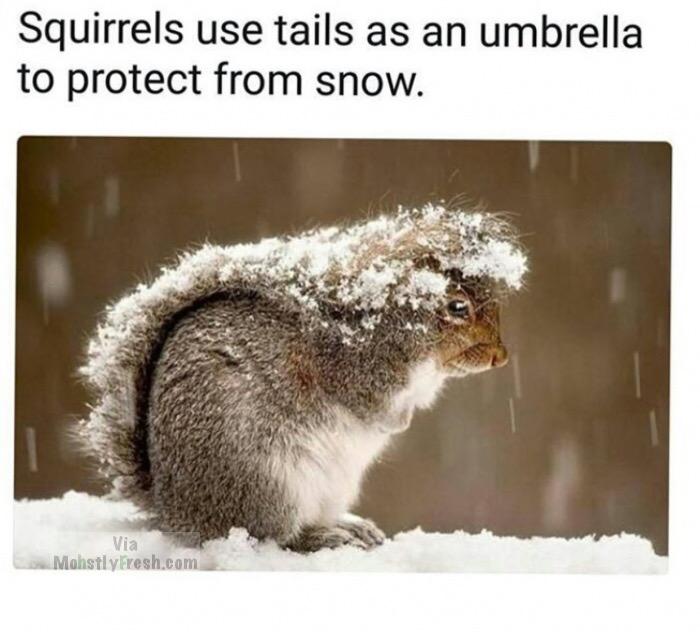 animals playing in the snow - Squirrels use tails as an umbrella to protect from snow. Via Mohstly Fresh.com