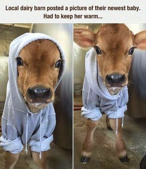 cow wearing a sweater - Local dairy barn posted a picture of their newest baby. Had to keep her warm...