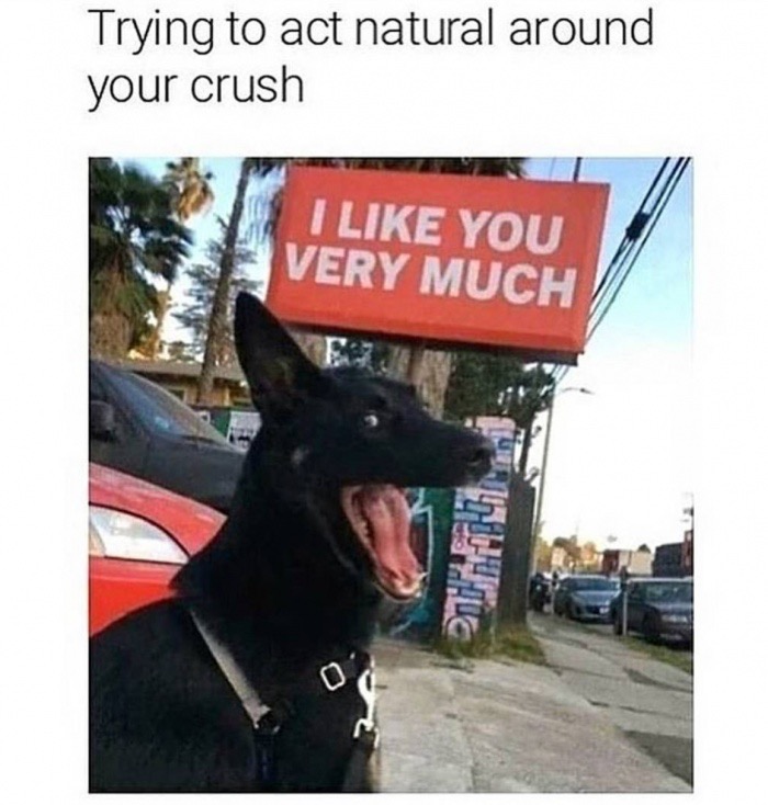 like you very much dog meme - Trying to act natural around your crush I You Very Much